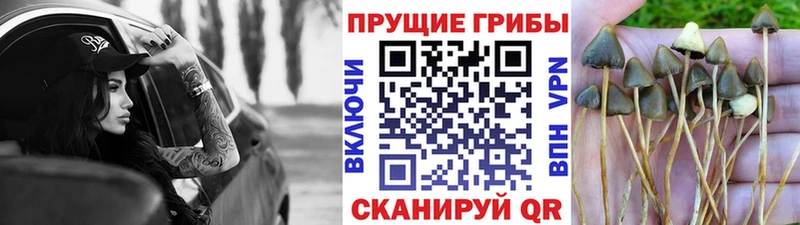 Галлюциногенные грибы Psilocybine cubensis  ссылка на мегу как зайти  Сковородино 
